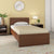 Nilkamal Arthur Plus Single Bed (Legno Oak Dark)