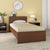 Nilkamal Arthur Plus Single Bed (Legno Oak Dark)