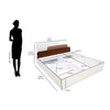 Nilkamal Bruce Queen Bed with Box Storage (Walnut & Cappuccino) - Size In Inches